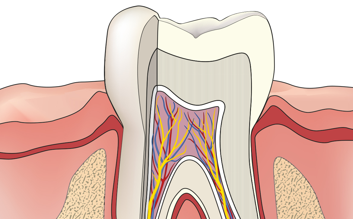 endodonzia